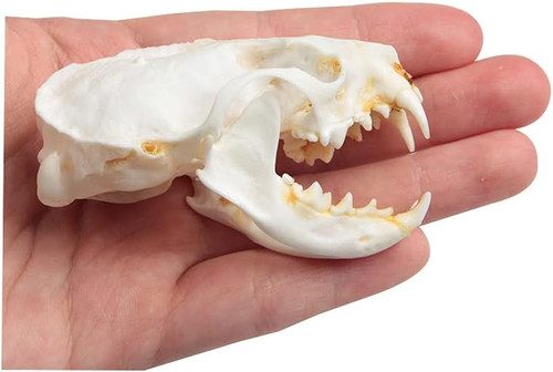 1pcs mink skulls skull - 1pcs,