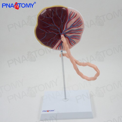 Human placenta and - 1:1,