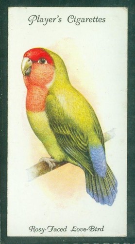 Bird card 029 - card,, 029,