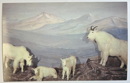 Alaskan mountain goats - mountain,