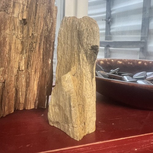 Utah petrified wood - utah, office
