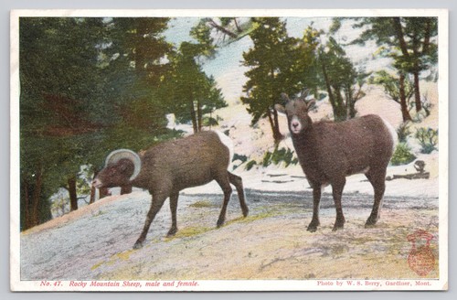 Rocky mountain sheep - rocky,