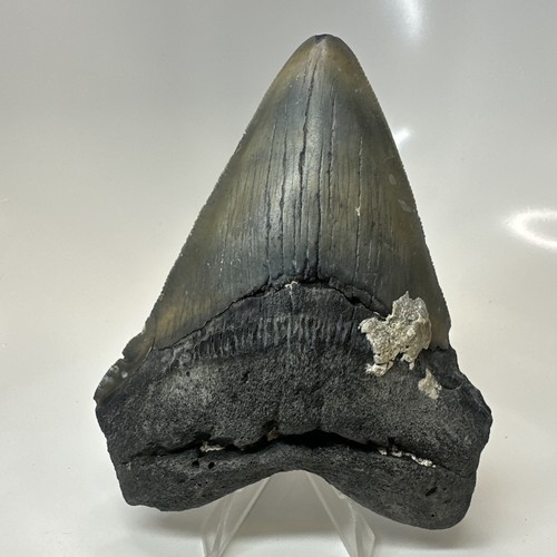 Megalodon shark tooth 82 - megalodon,