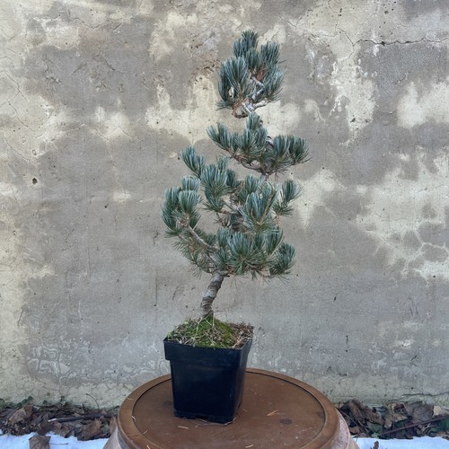 Japanese white pine - japanese, of