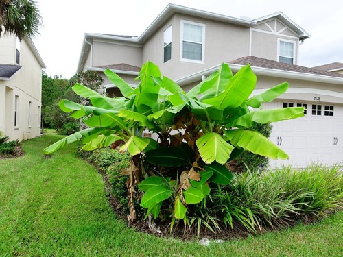 Live musa basjoo cold hardy - cold,