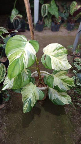 Real picture epipremnum njoy - epipremnum,