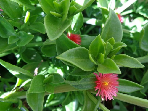 10x6 beautiful aptenia - 10x6'',