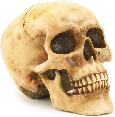 Realistic human skull statue - realistic,