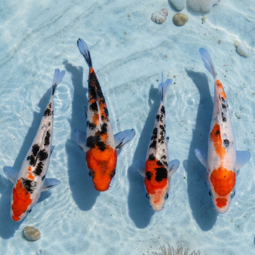 Sanke koi live fish pond - koi,
