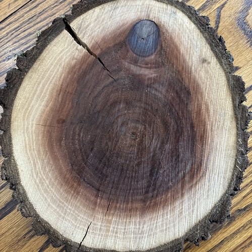 Walnut tree 10 round - 7–10”,