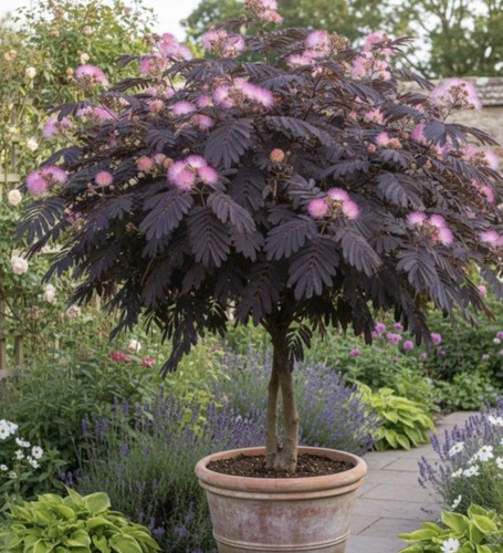 Summer chocolate mimosa tree - mimosa,