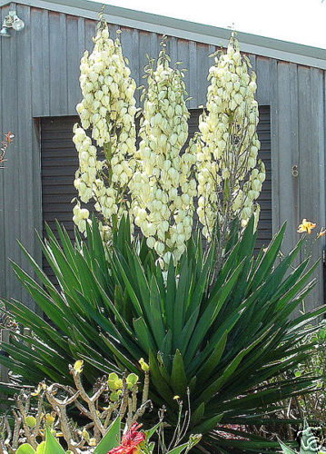 Adams needle yucca - needle,,