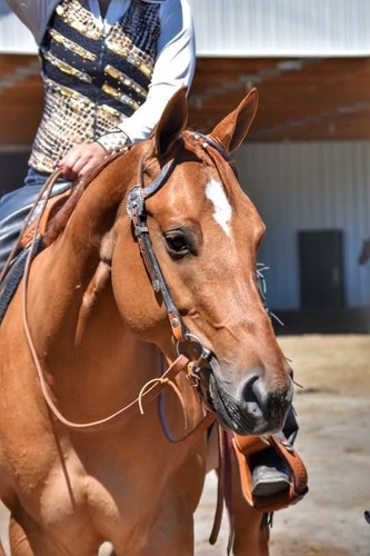 Dale chavez western - western, show