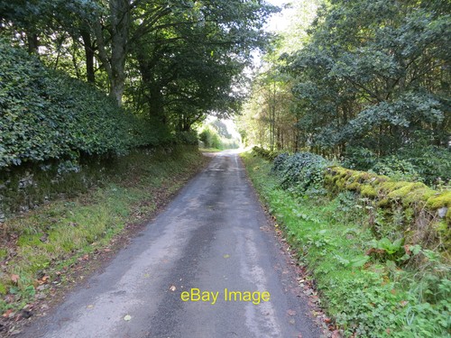 Photo 12x8 wall and tree - photo,