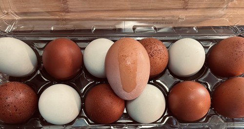 Hatching eggs black copper - hatching, eggs: