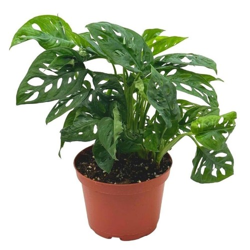 Swiss cheese plant - cheese, plant,