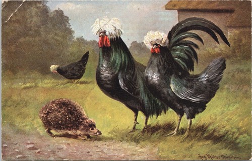 White crested black polish - white,