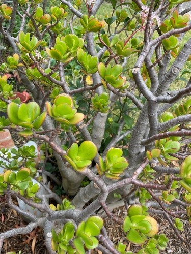 Jade plant deep - jade,