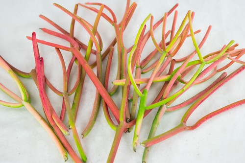 Amazing healthy fire sticks - 18,