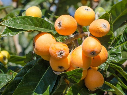 Loquat tree 4inch cell free - 4inch,