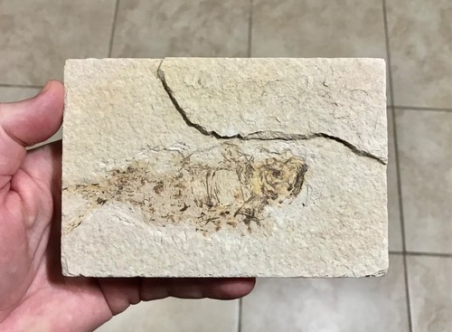 Sweet knightia fish fossil - knightia, fossil-