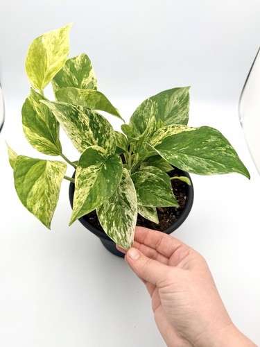 Marble queen tall - marble,