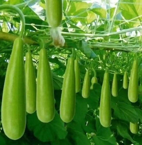 Tai hoo gourd short bottle - hoo, (short