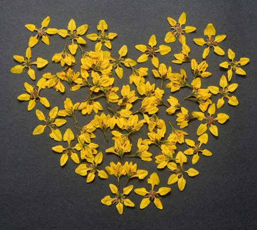 Yellow pressed flowers types - flowers, 2