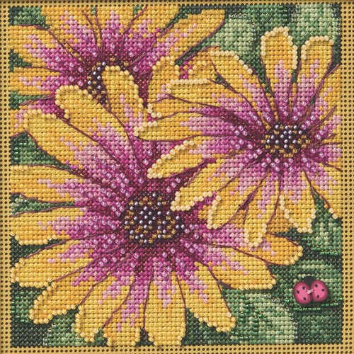 African daisies 2025 mill - mill, hill