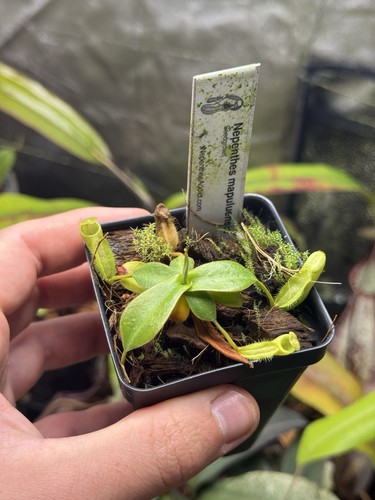 Nepenthes mapuluensis - ,