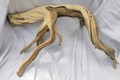 Giant manzanita trunk branches - manzanita,