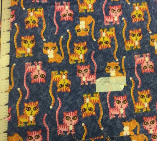 Big eyed striped cats - cats, kittens