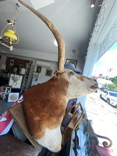 Huge texas longhorn bull - texas,