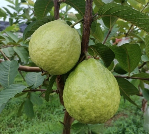 Guava tree sapling home - tree,