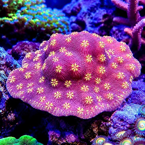 Orange pavona coral easy - coral,