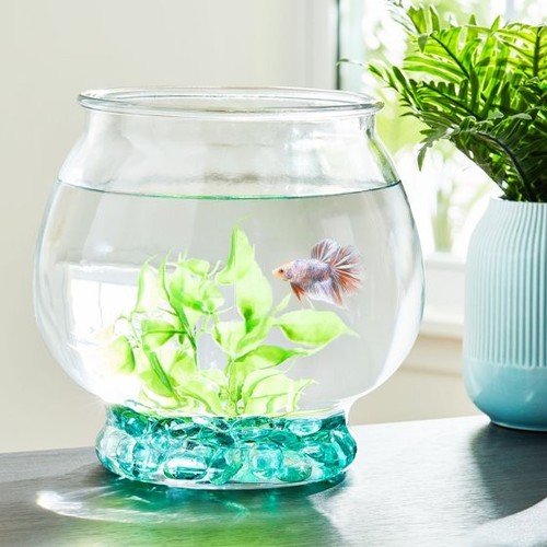 Gallon glass fish - 1,