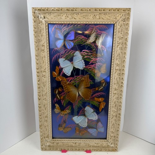 Vintage framed taxidermy - vintage,