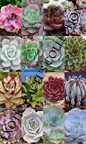 Mixed echeveria seed variety - mixed,