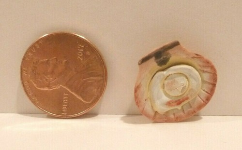 Dollhouse miniature giant clam - dollhouse,