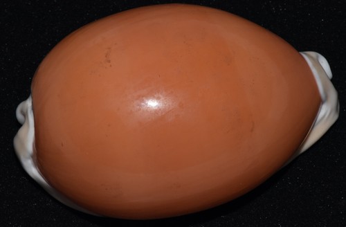 Cypraea aurantium 100mm