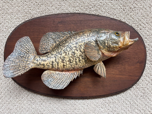 Black crappie wall - 15",