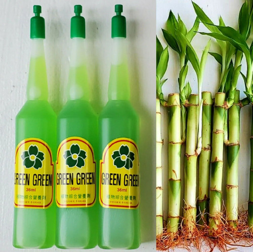Lucky bamboo plants free - lucky, 6"