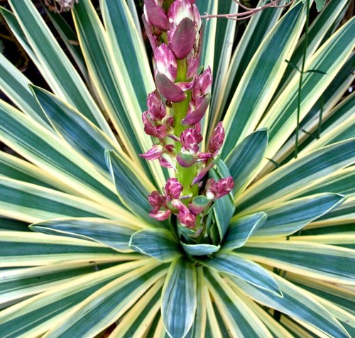 Yucca gloriosa variegated - variegated,