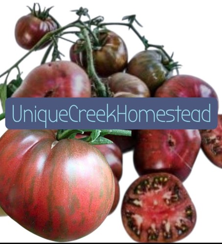 Berkeley tie dye - berkeley, tomato