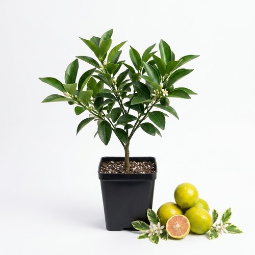 Live limequat citrus - live,