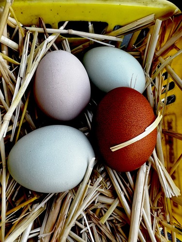 Araucana copper maran hatching - araucana,copper,