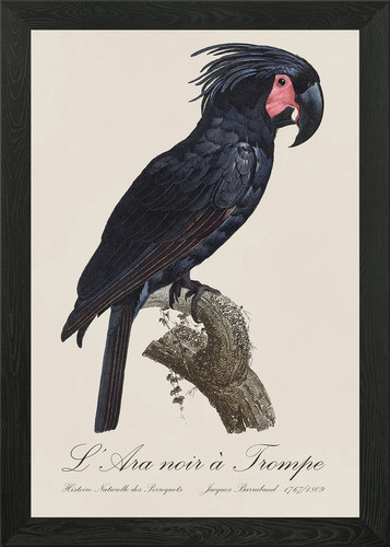 Palm cockatoo ara noir - cockatoo,