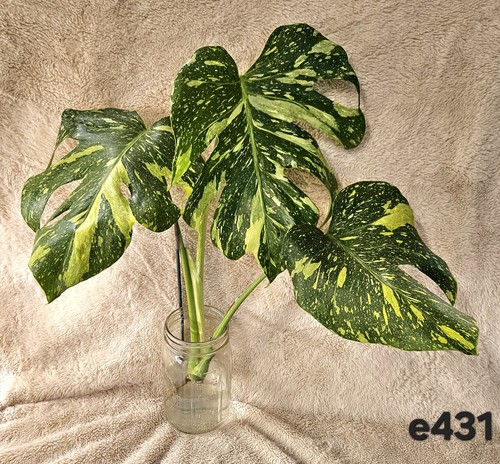 Highly variegated monstera - highly,