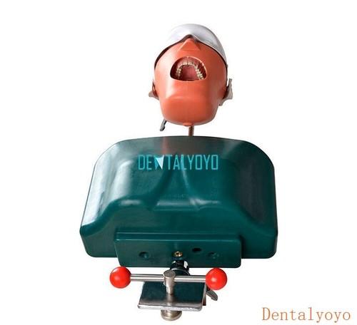 Dental manikin phantom head - manikin,