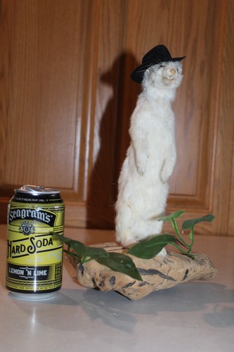 Vtg taxidermy weasel - vtg,